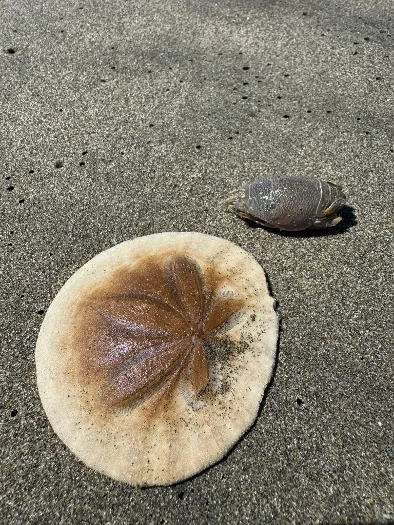 Some treasures washed up on Ocean Beach