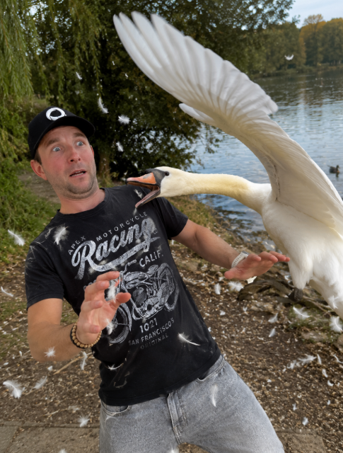Swan